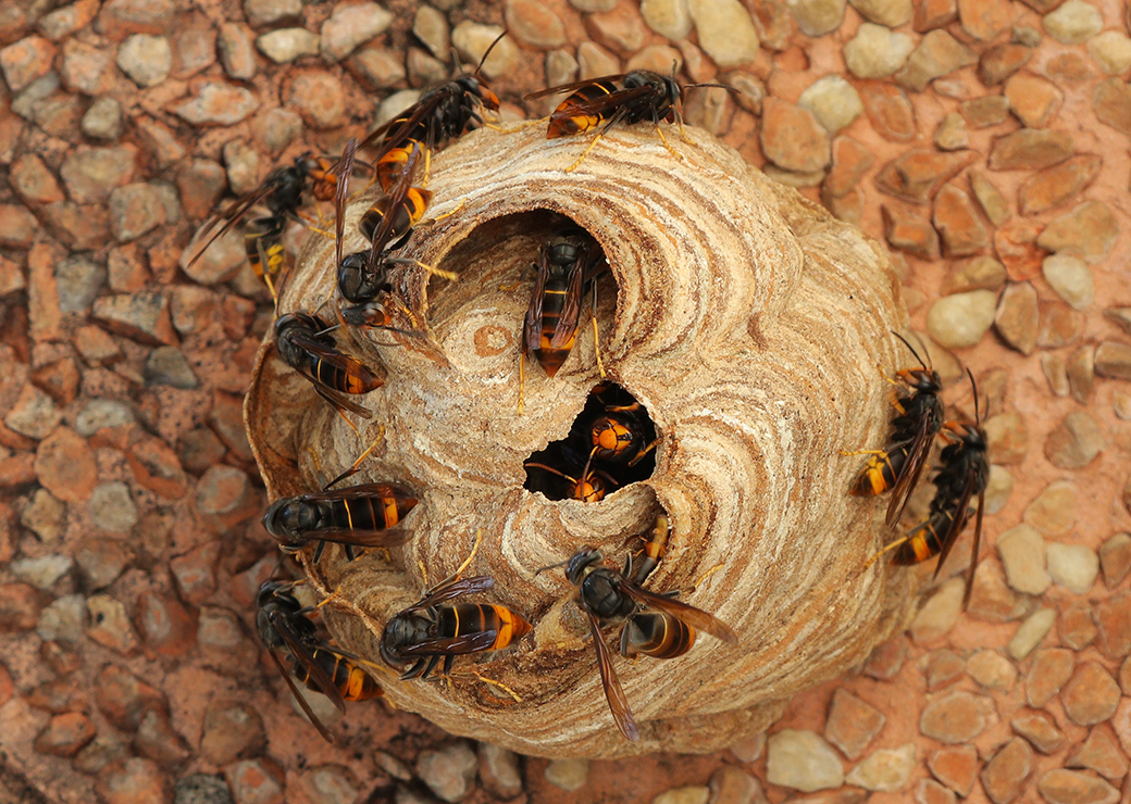 nid de frelons asiatiques