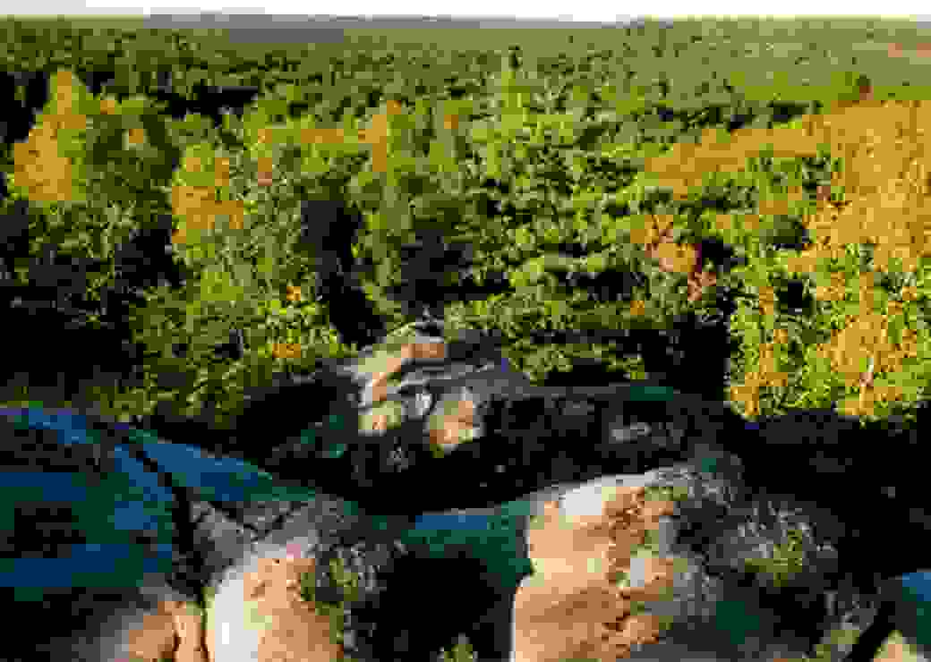 forêt fontainebleau