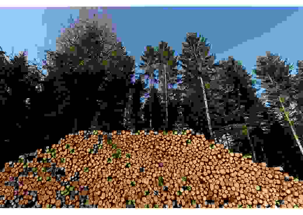 tas de bois en forêt