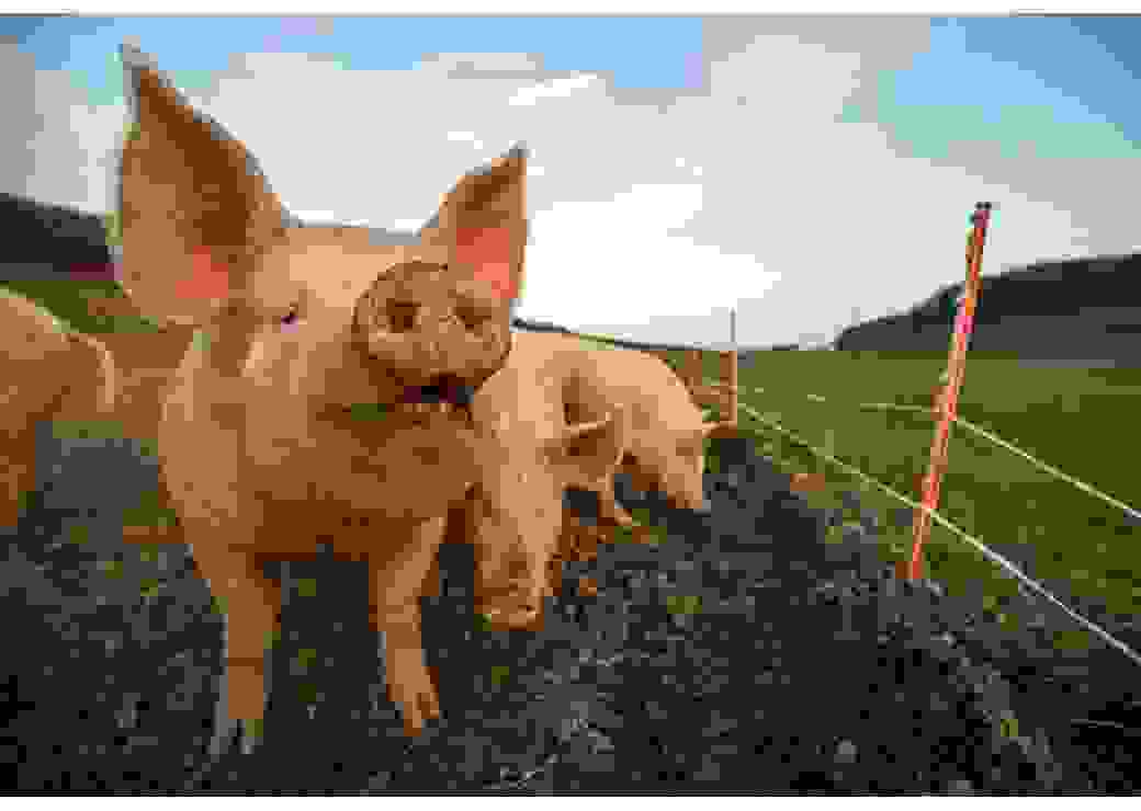 Cochons