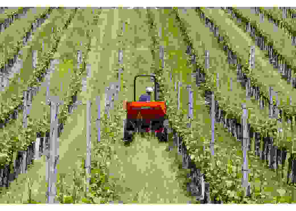 Vignoble