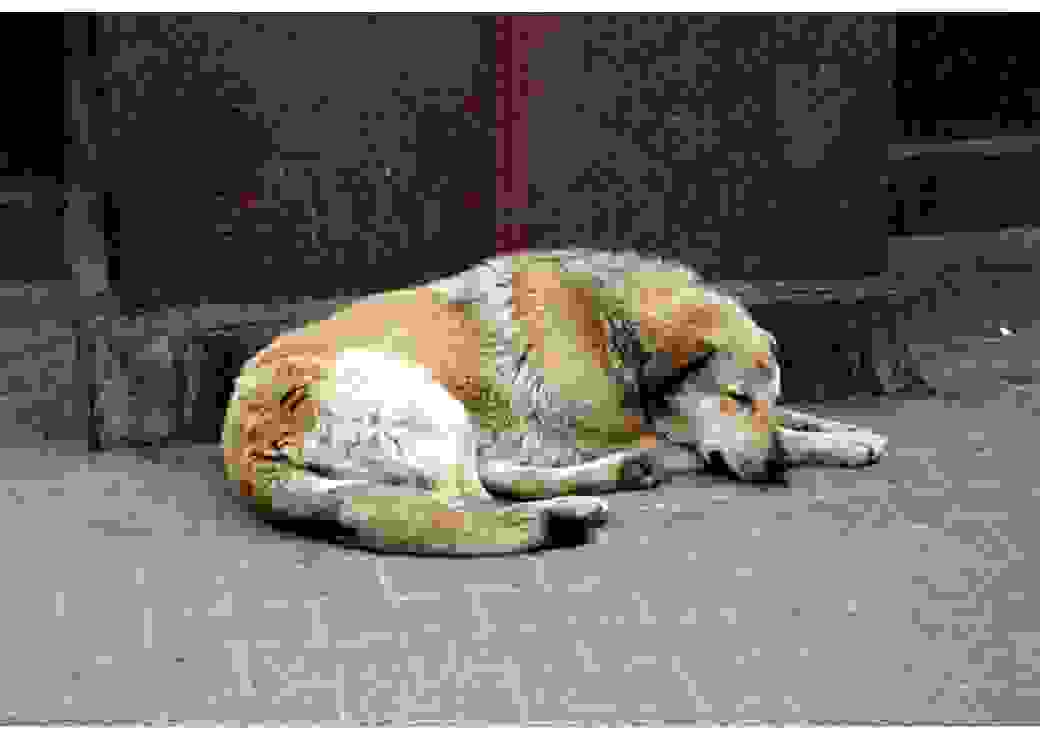 Chien errant 