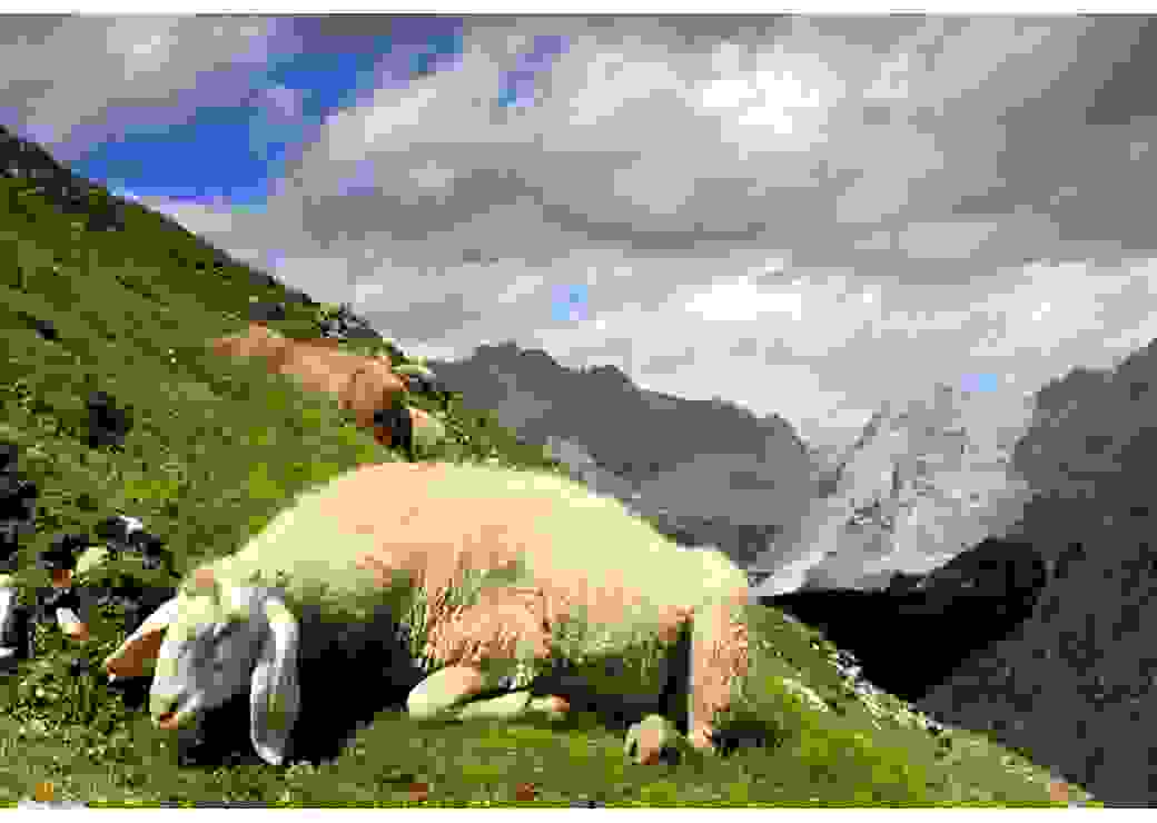 moutons