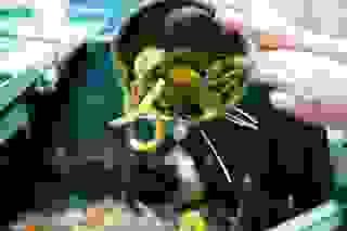 Moulinot 2