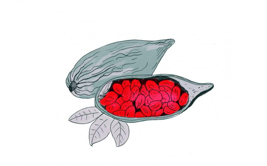 Cacao