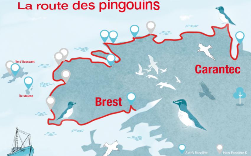 Carte postale route des pingouins