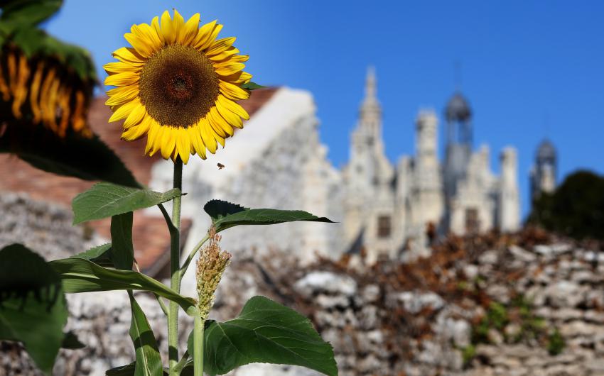 Jardins potagers Chambord 1