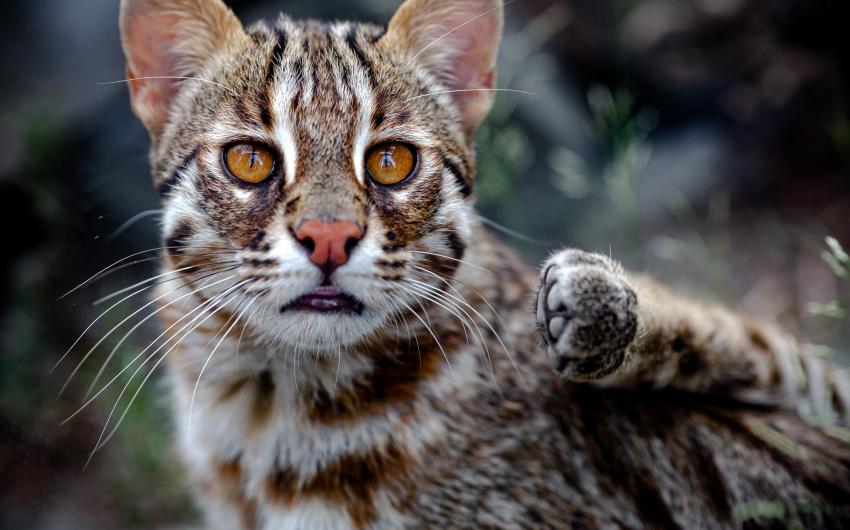 Chat léopard de Sibérie © EcoZonia