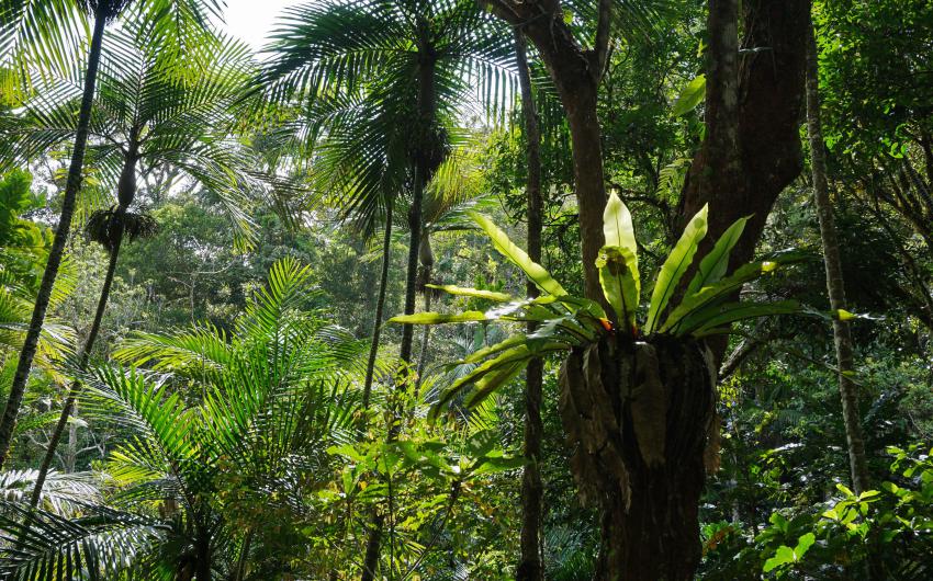 végétation tropicale de Nouvelle-Calédonie
