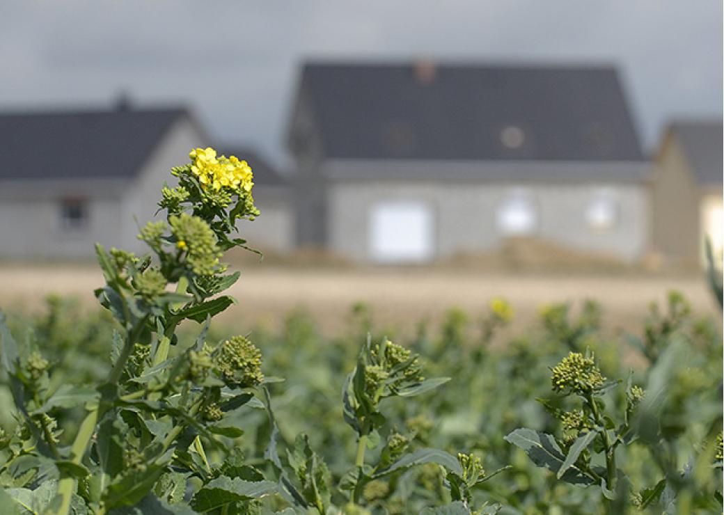 Terres agricoles devant un lotissement