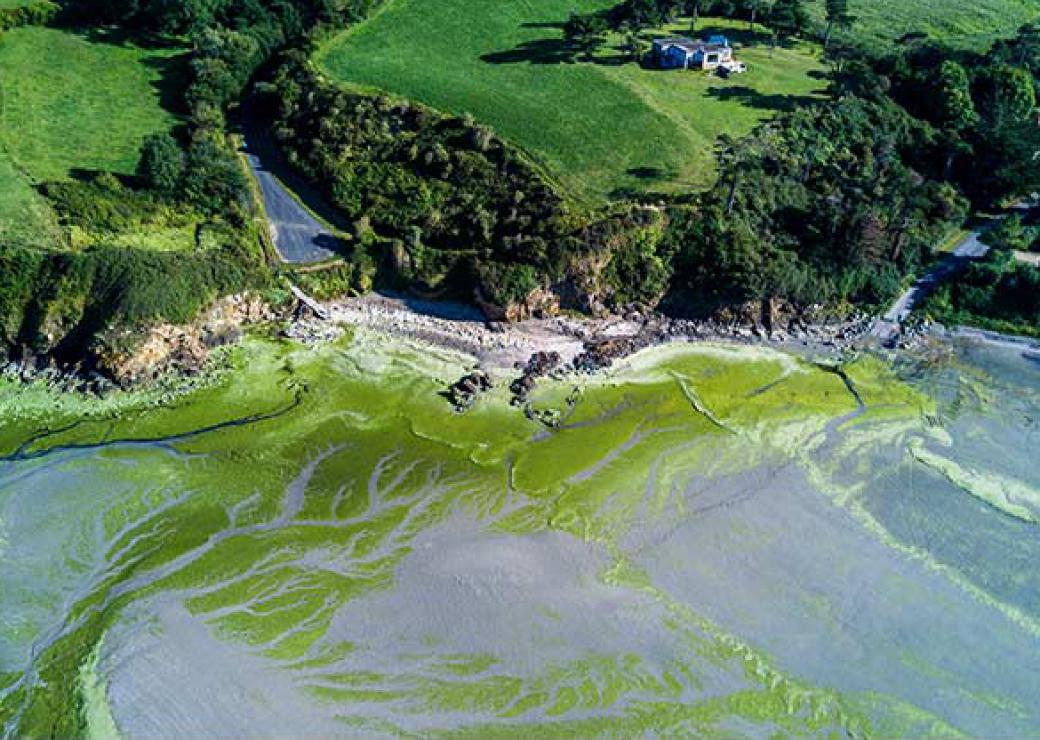 Pollution aux algues vertes en baie de Saint Brieuc, Côtes d'Armor
