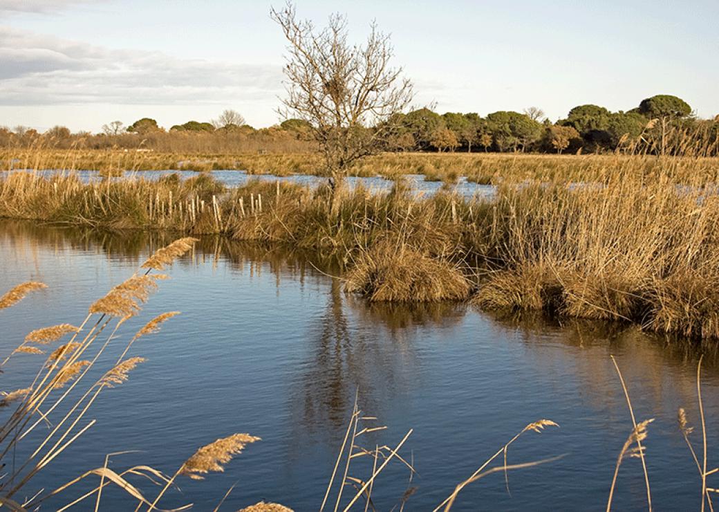 zone humide Camargue