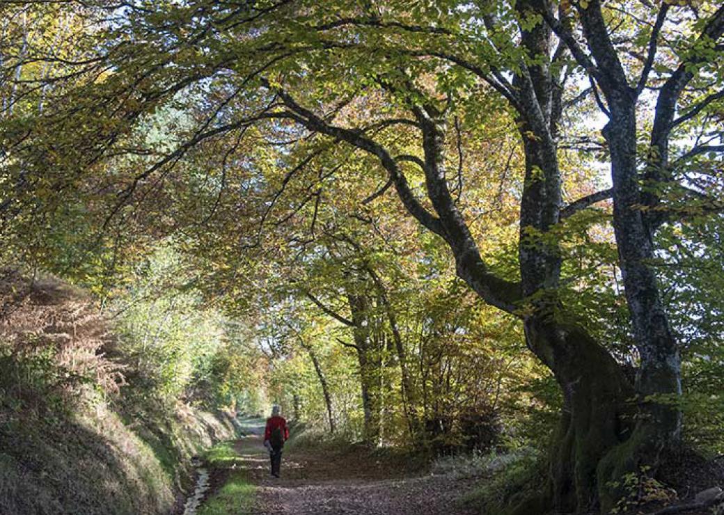 feux de forêt