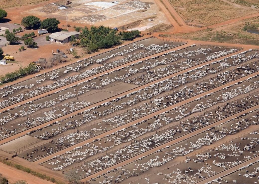 Elevage intensif Brésil feedlot 