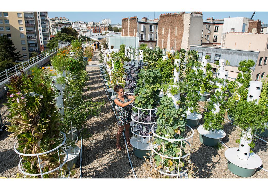 Cueillette Urbaine [image projet 1]