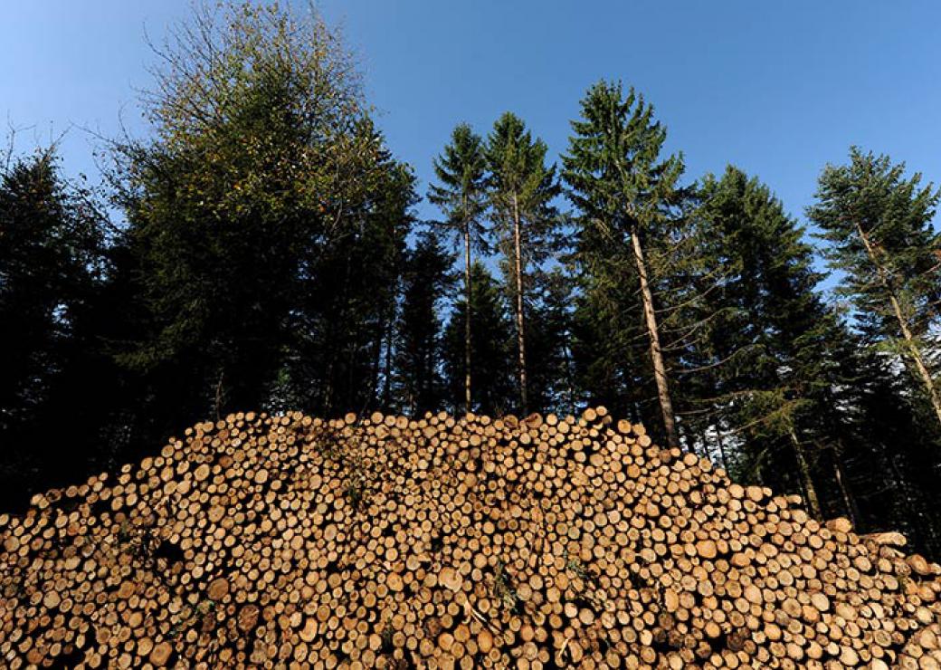 tas de bois en forêt