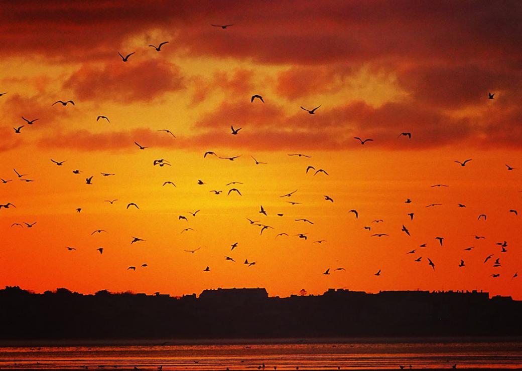 Nuée d'oiseaux coucher de soleil Bretagne