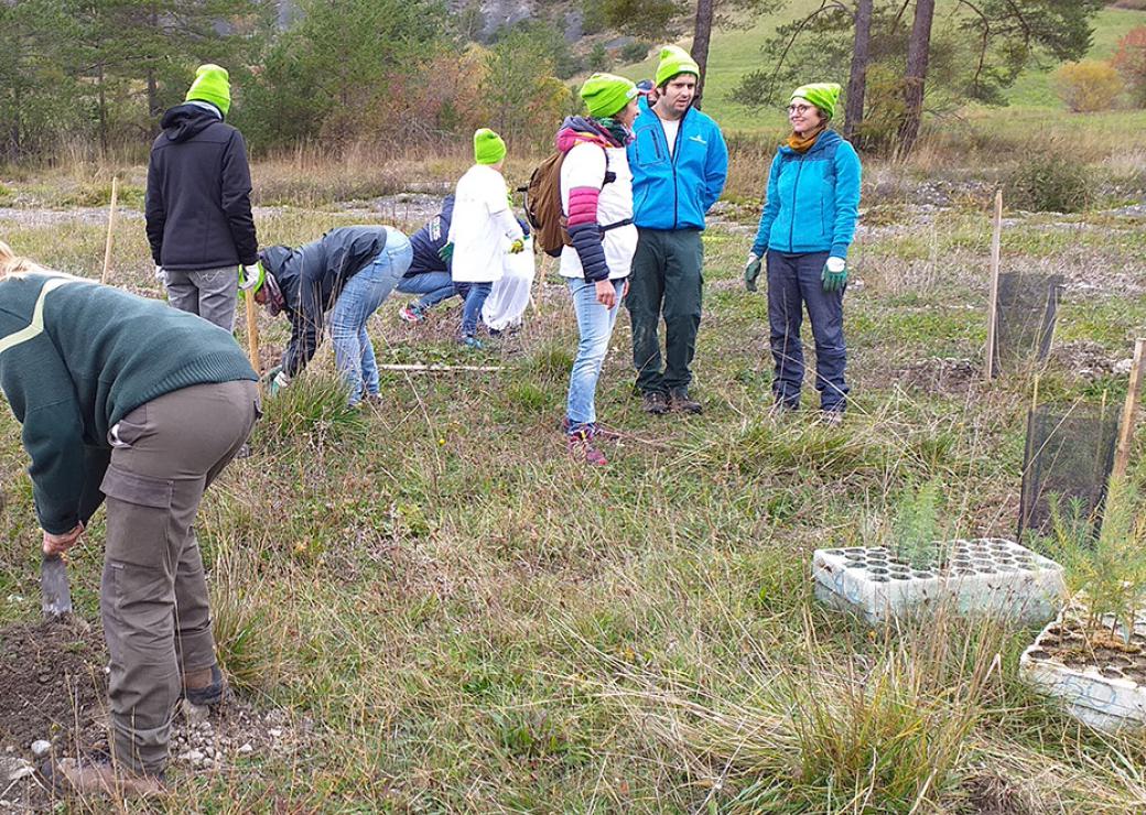 Opération de plantation d'arbre en forêt domaniale 