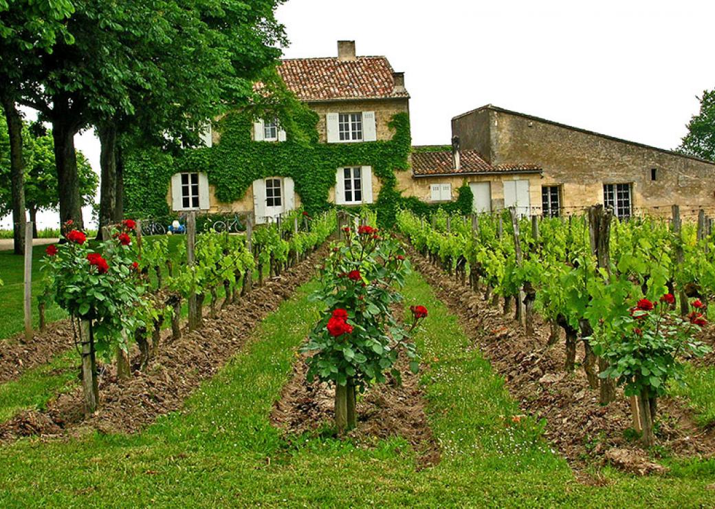 Vignoble Clos Fourtet à Saint-Émilion AOC, Gironde (vignoble de Bordeaux)