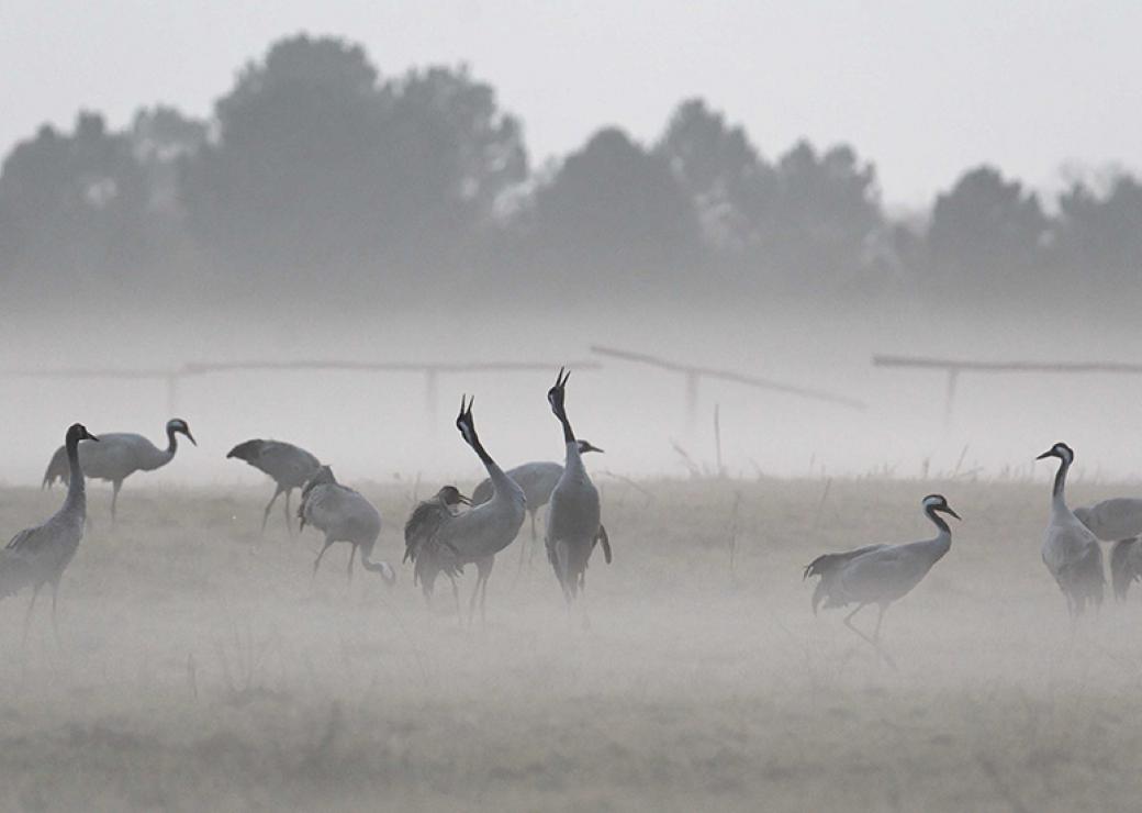 Zone humide et grues cendrées