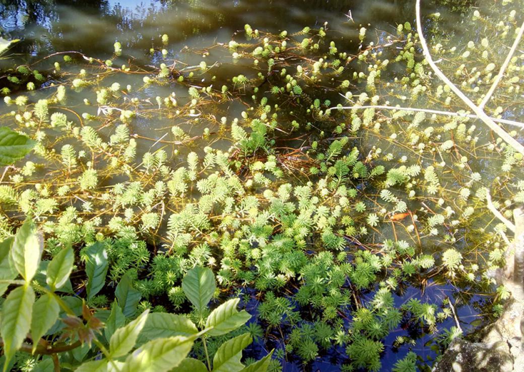 Actions contre les espèces exotiques envahissantes