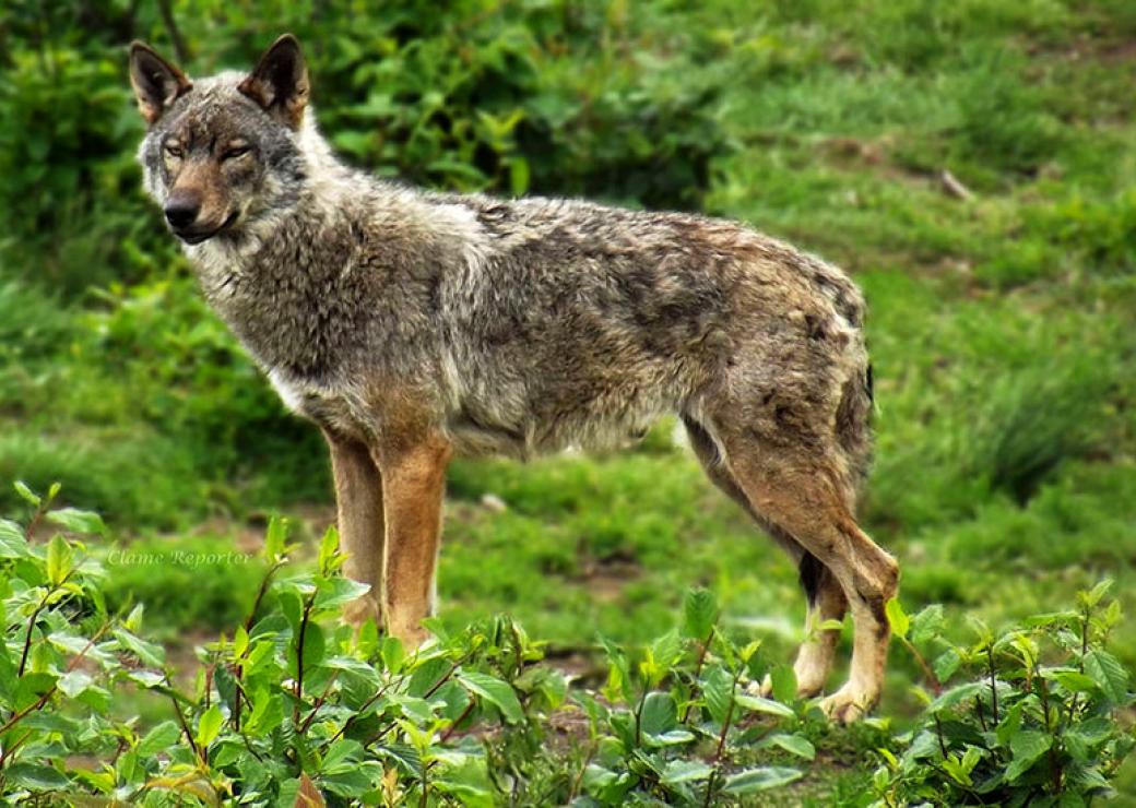 Loup