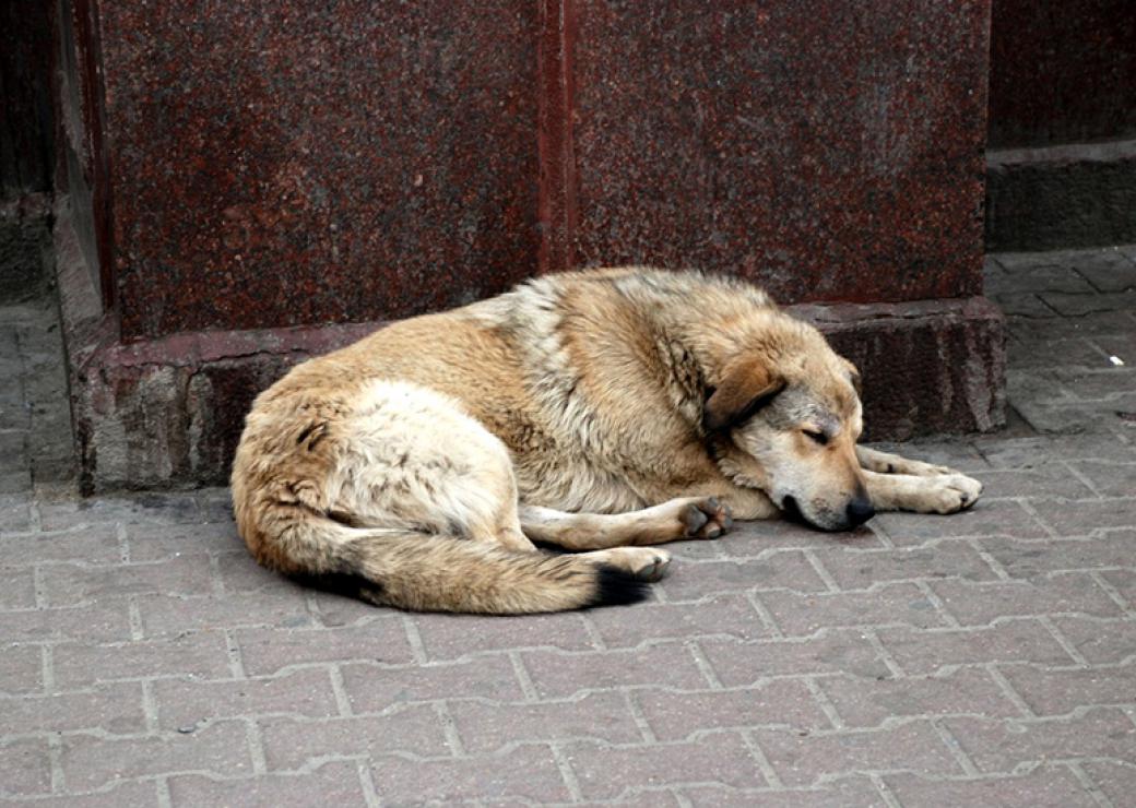 Chien errant