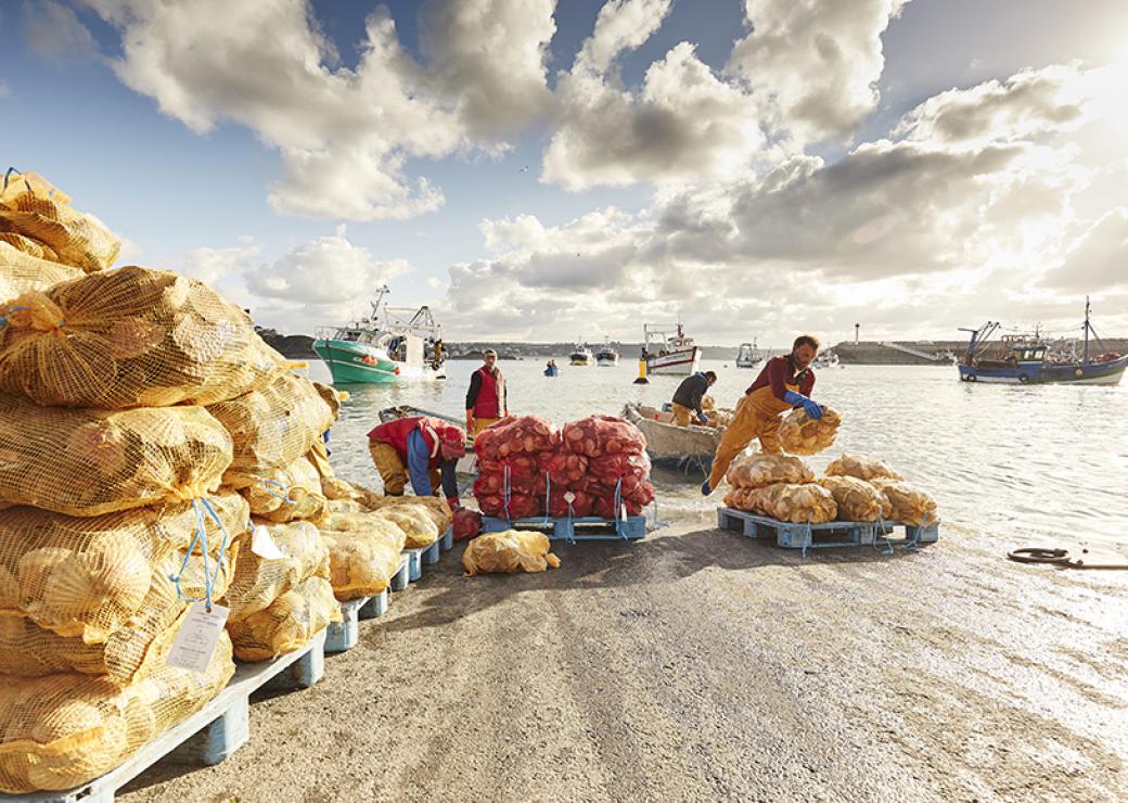 Vus depuis le port, des hommes déchargent des canots et entassent des sacs en filets qui contiennent des coquilles Saint-Jacques