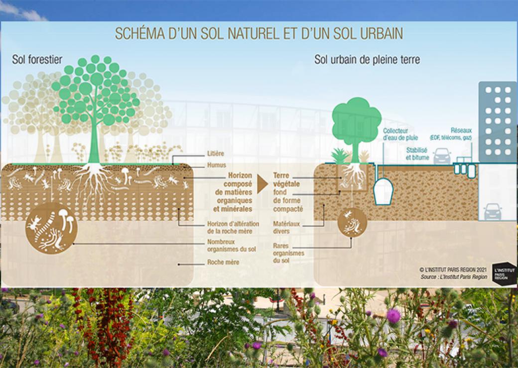 Documents d'urbanisme : une étude souligne la nécessité d'une définition partagée de la pleine terre