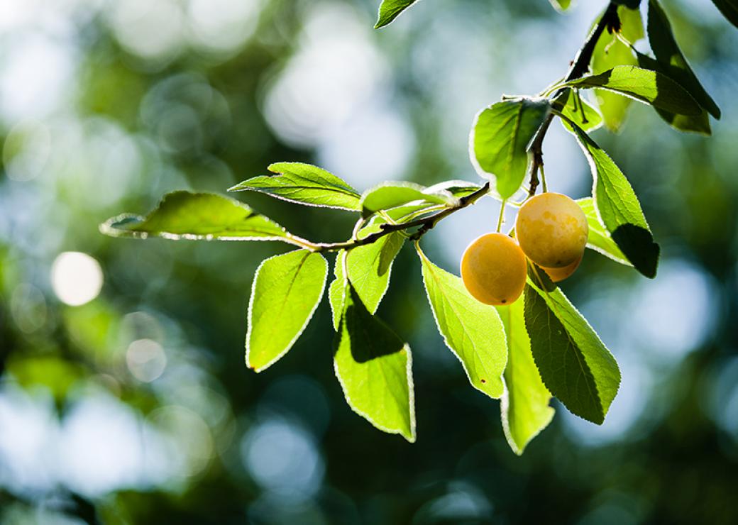 Gros plan sur une branche d'arbre, d'où pendent trois mirabelles jaunes