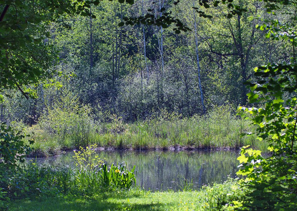 marais de Bourneville