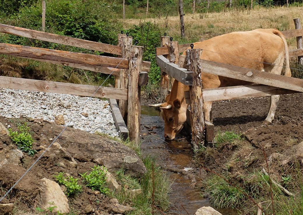 Dans un champs, un bovin boit à un cours d'eau protégé par des barrières de bois