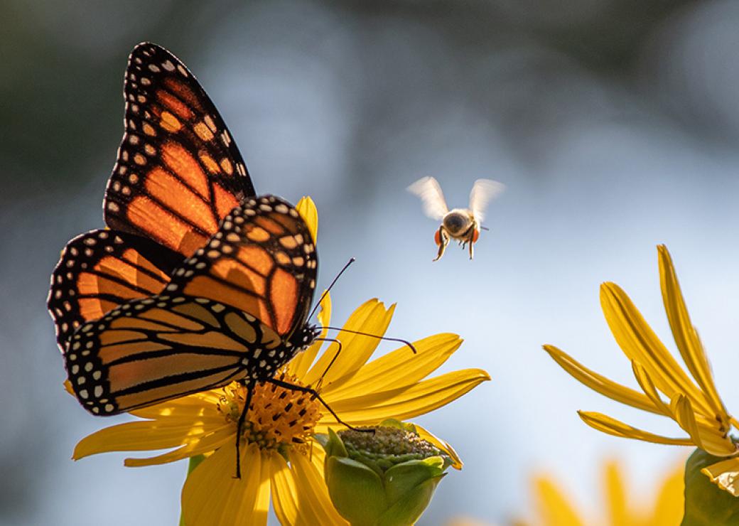 plan pollinisateurs
