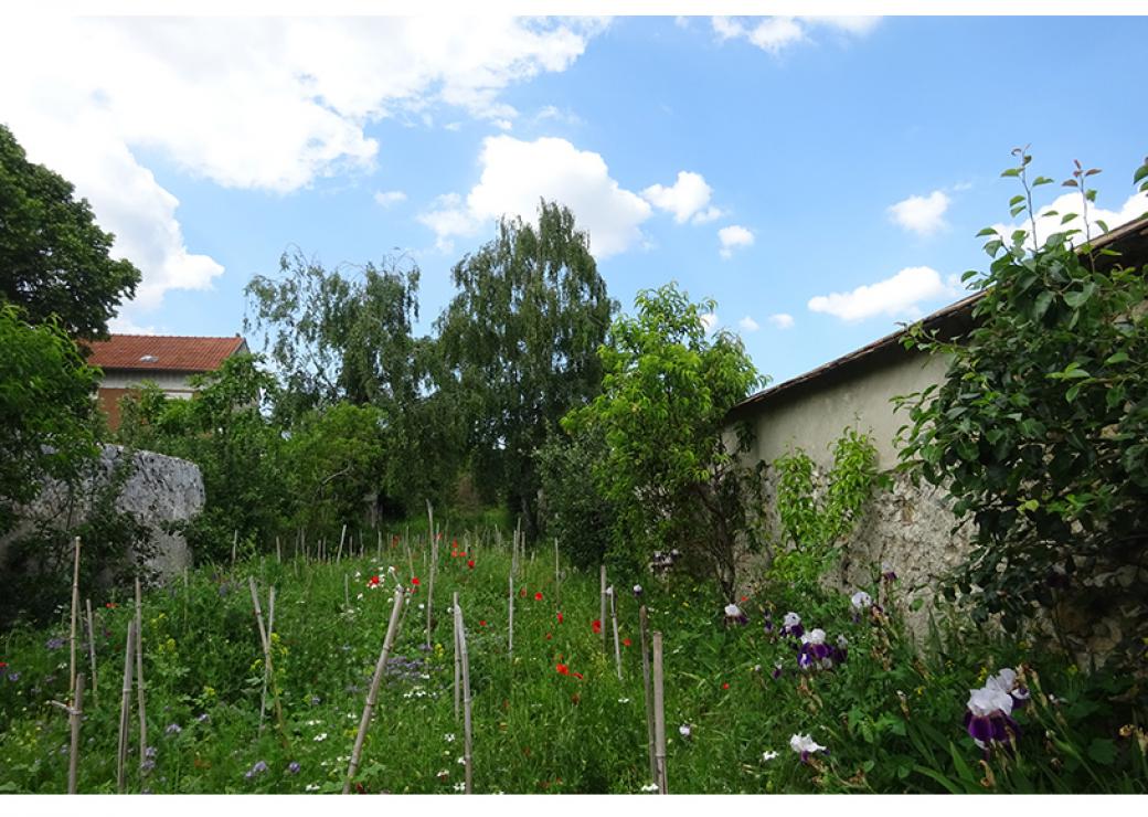 La photo montre un carré de verdure avec des herbes folles, des iris et sur la droite, un mur contre lequel pousse un pecher