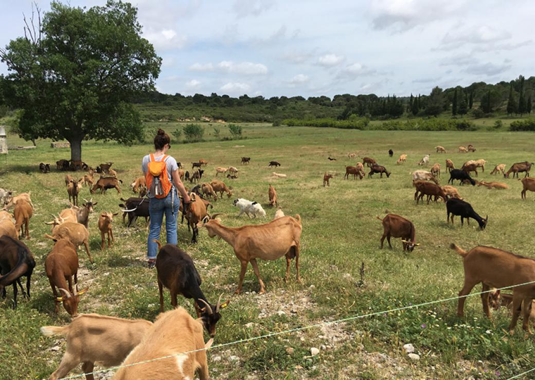 Dans un champ, une jeune femme de dos, qui porte un sac à dos orange, tend la main à une chèvre, au milieu d'une cinquantaine de chèvres