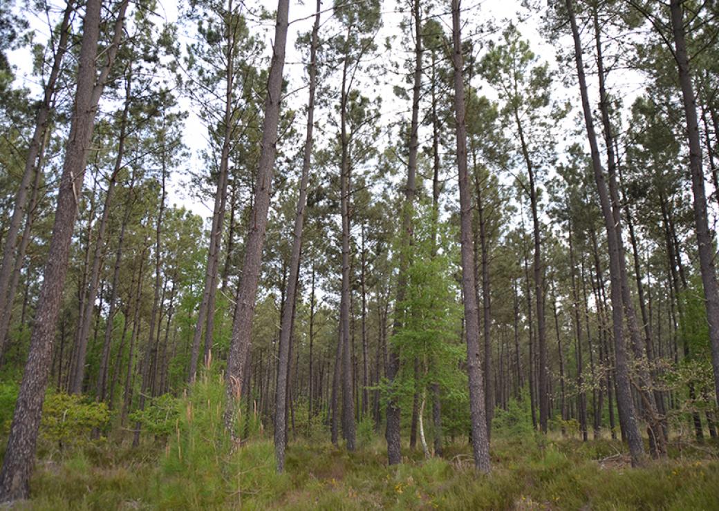 Forêt densément plantée de jeunes résineux