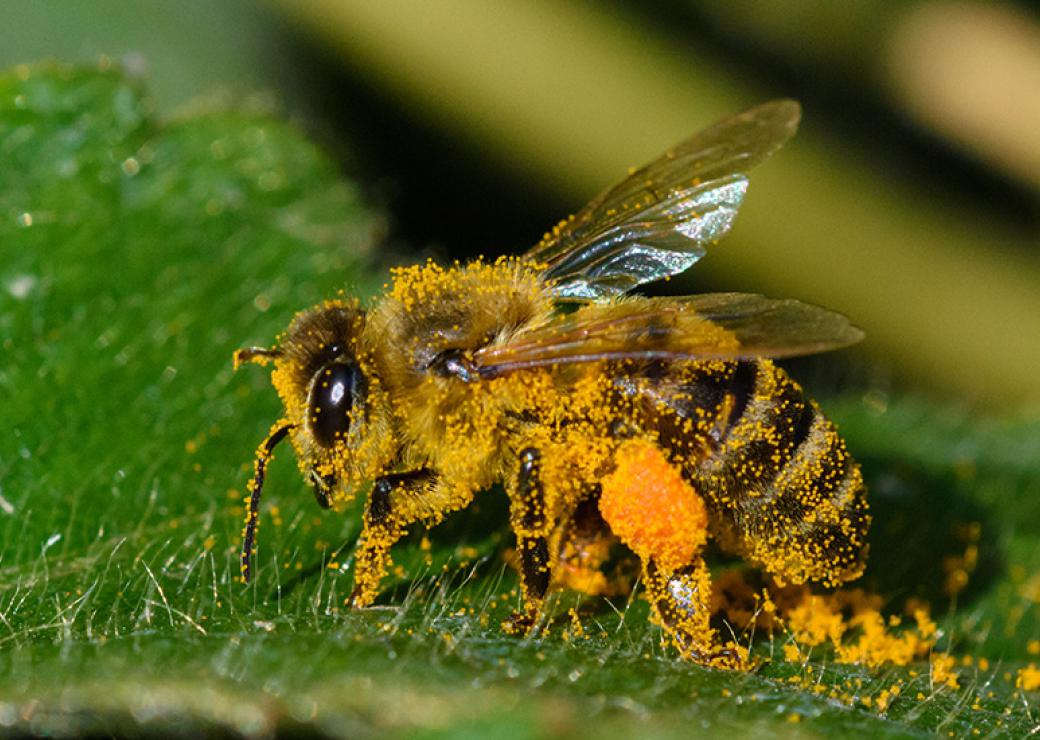 abeille pollen