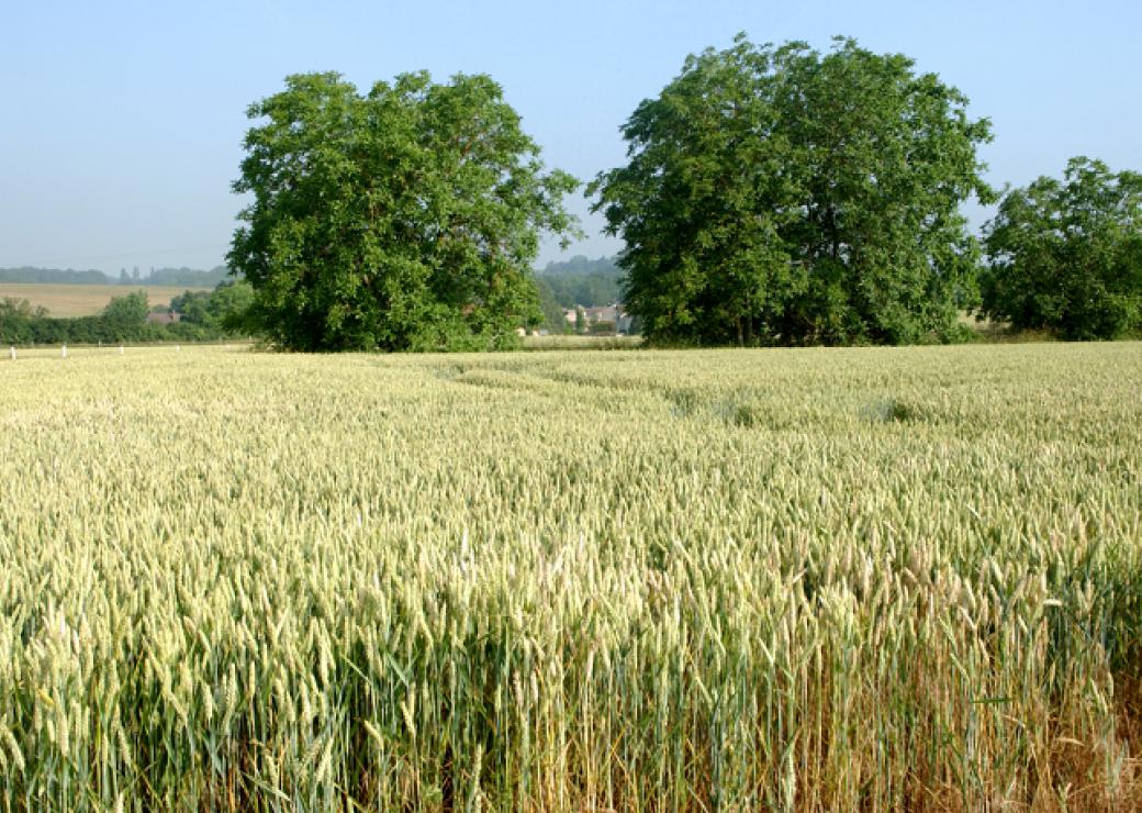 Champs de blé
