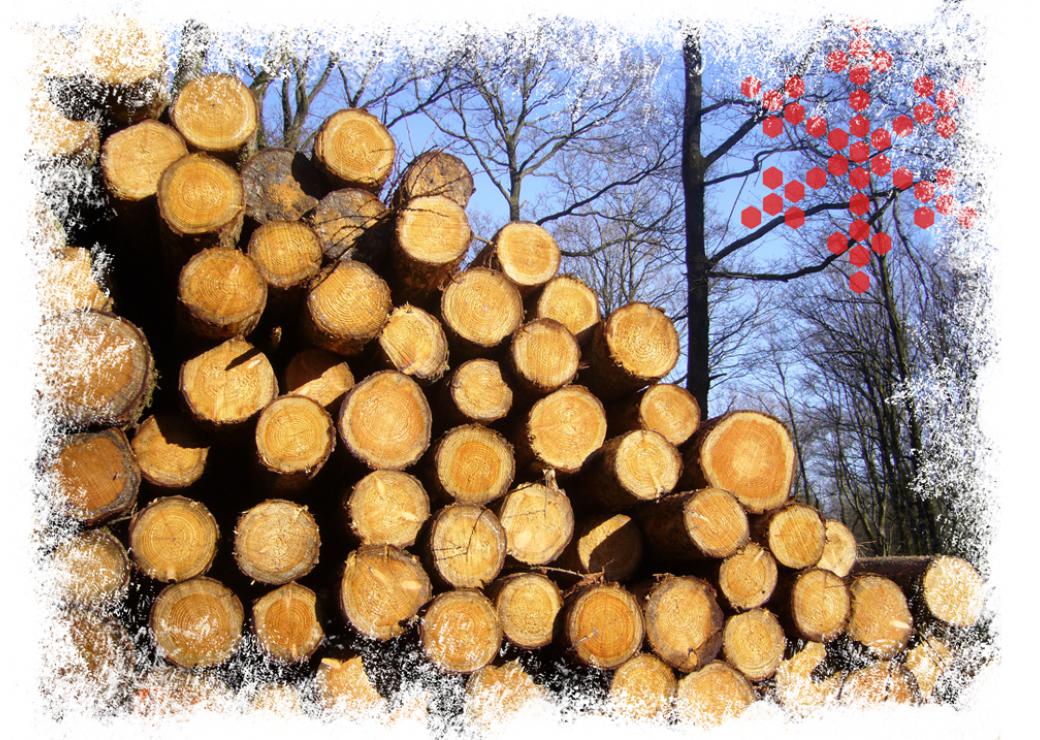 bois forêt