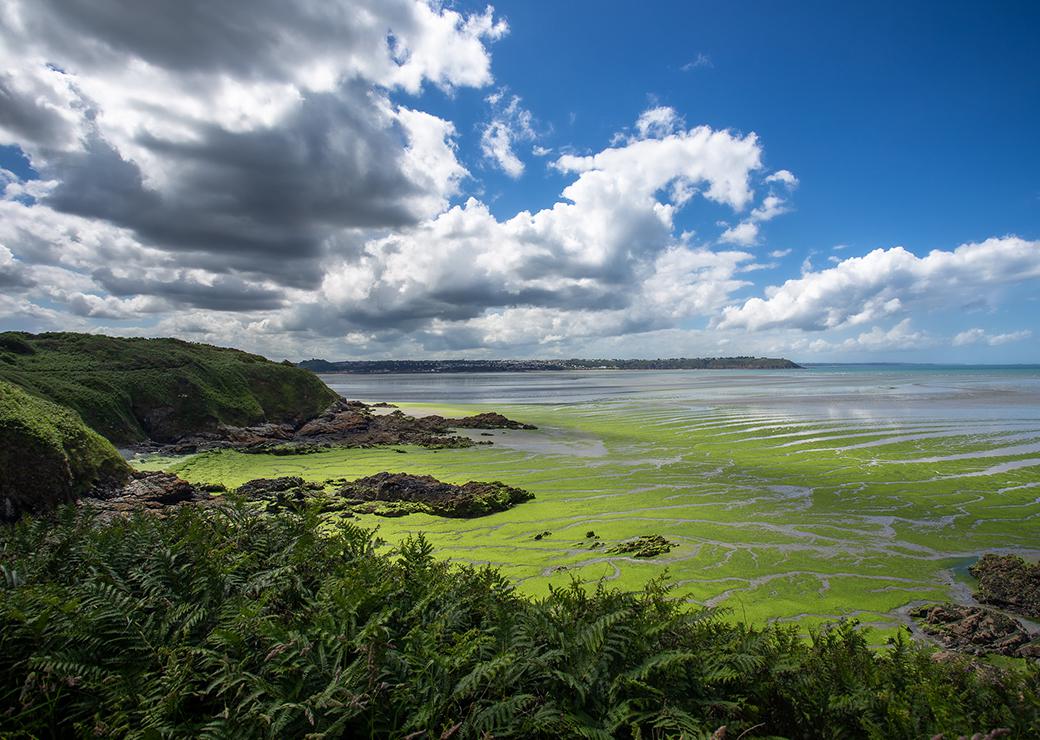 Lutte contre les algues vertes en Bretagne : un nouveau rapport sénatorial  plaide pour plus d'éco-conditionnalité dans les aides de la PAC