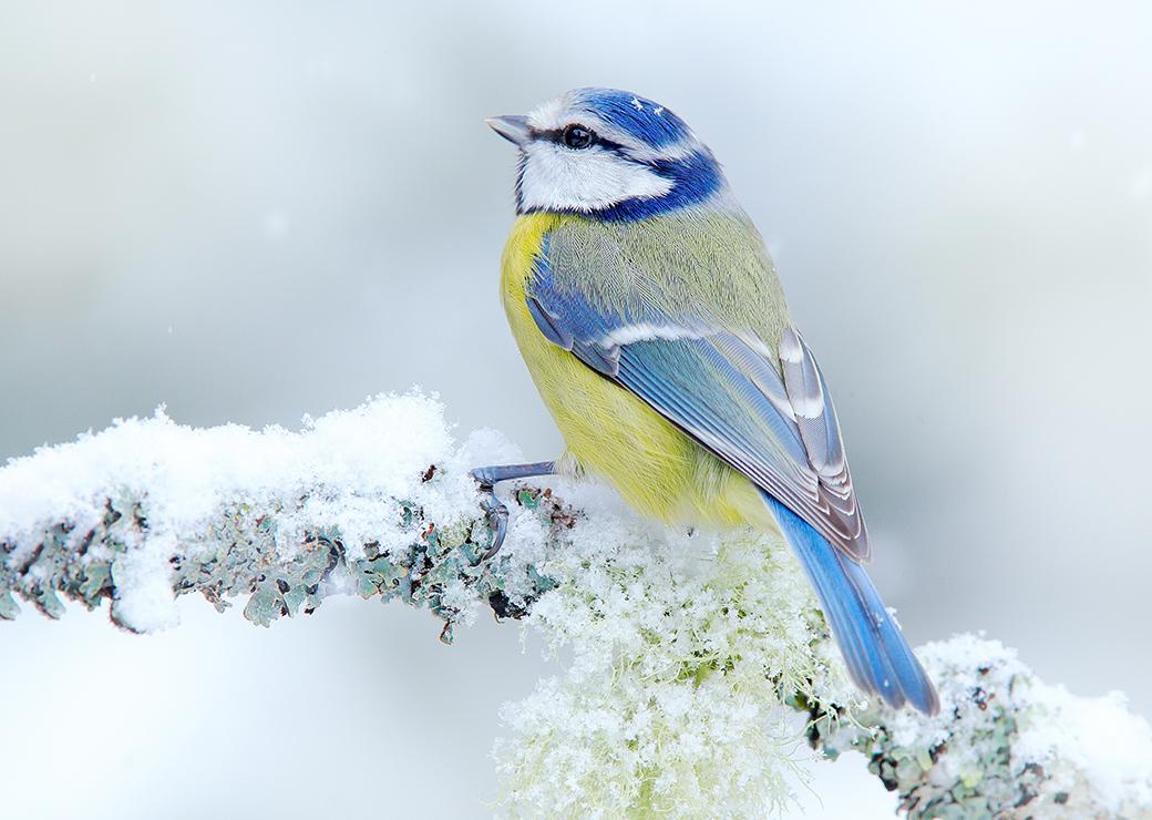 oiseau branche