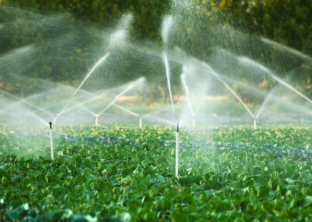irrigation