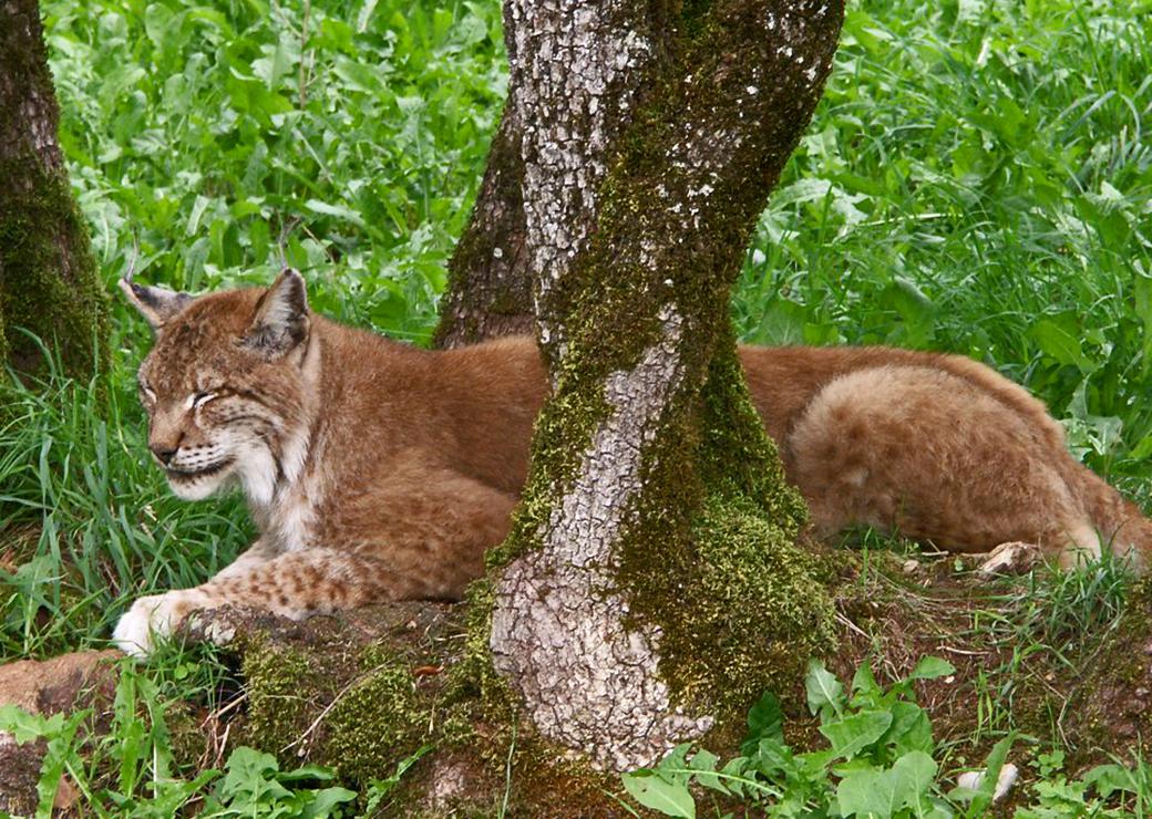 Lynx boréal