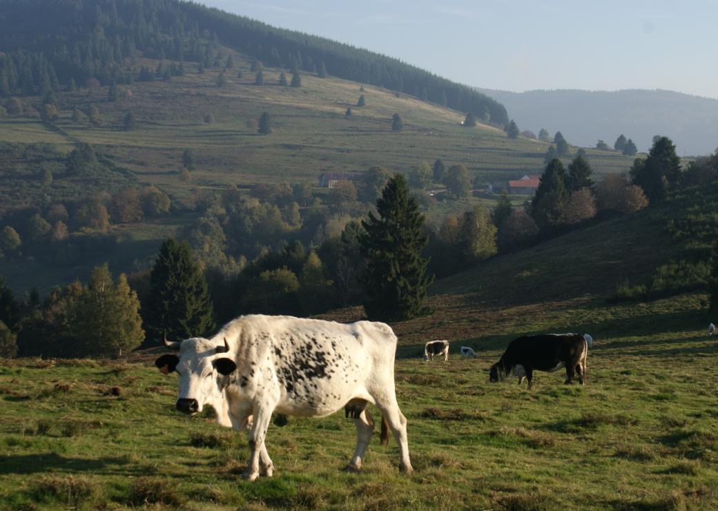 Vache vosgienne