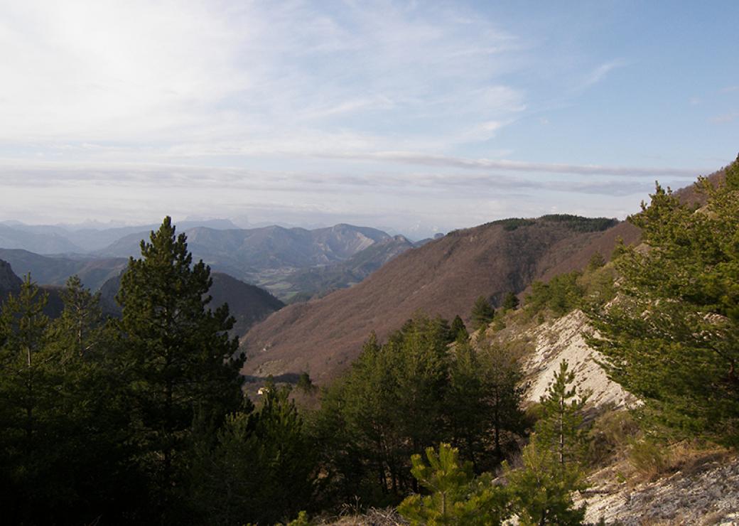 Vue d'un paysage de moyenne montagne, très boisé. Au premier plan, des résineux