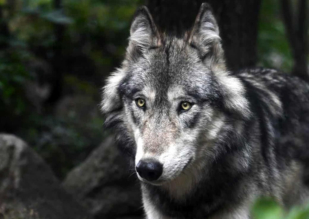 Loup