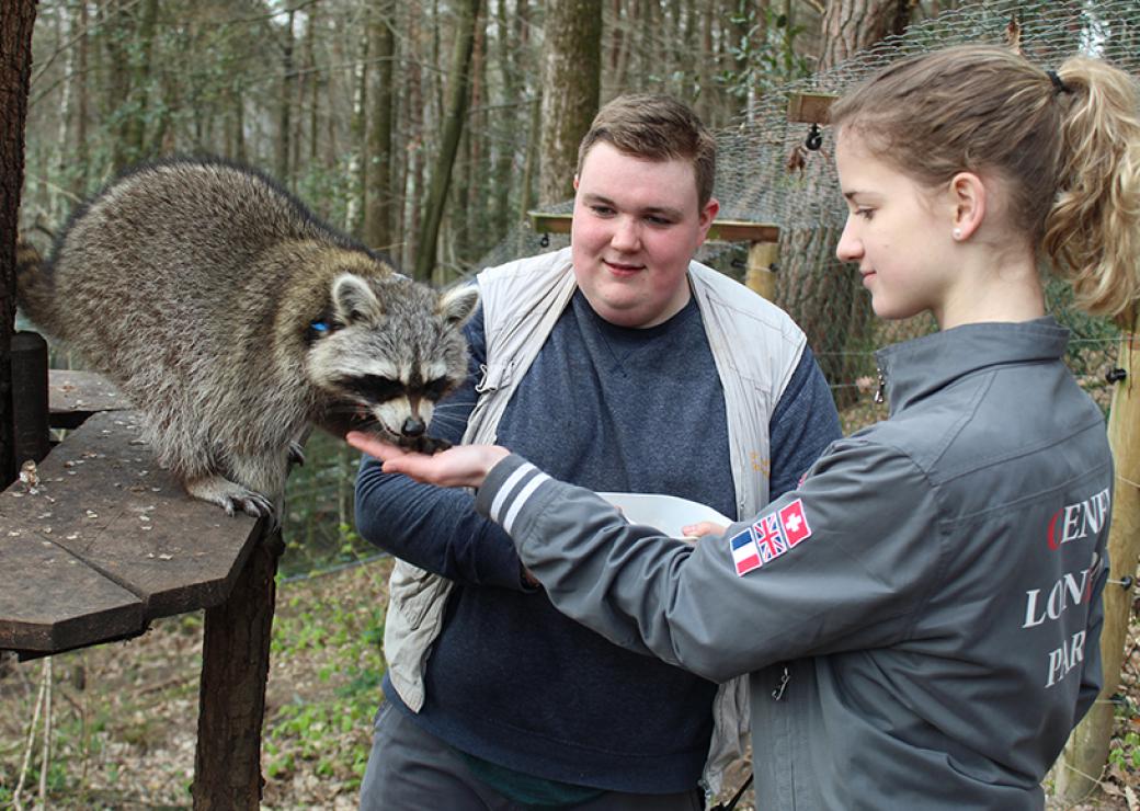 Dans une forêt, des jeunes gens nourrissent à la main un raton-laveur