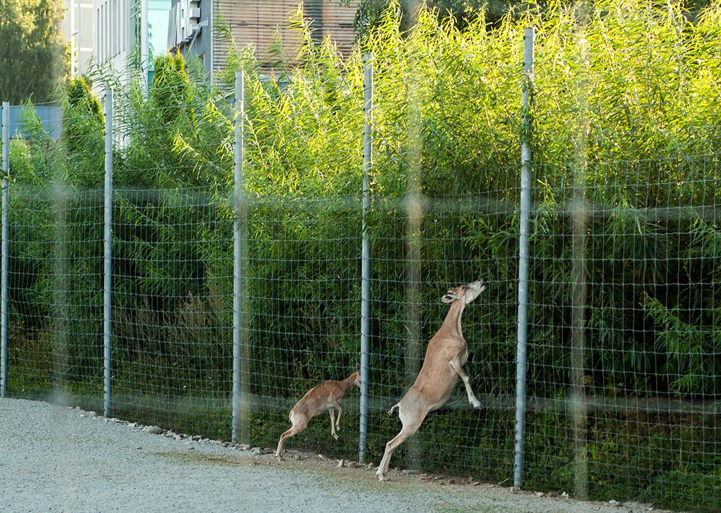 engrillagement espaces naturels