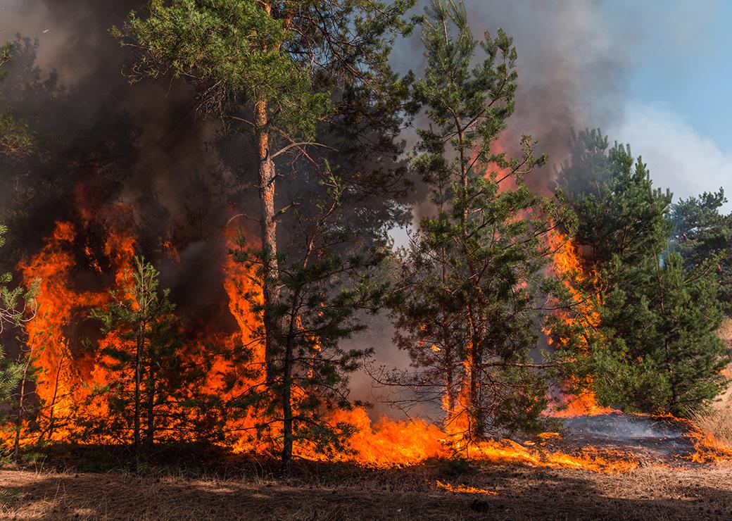 incendie forêt