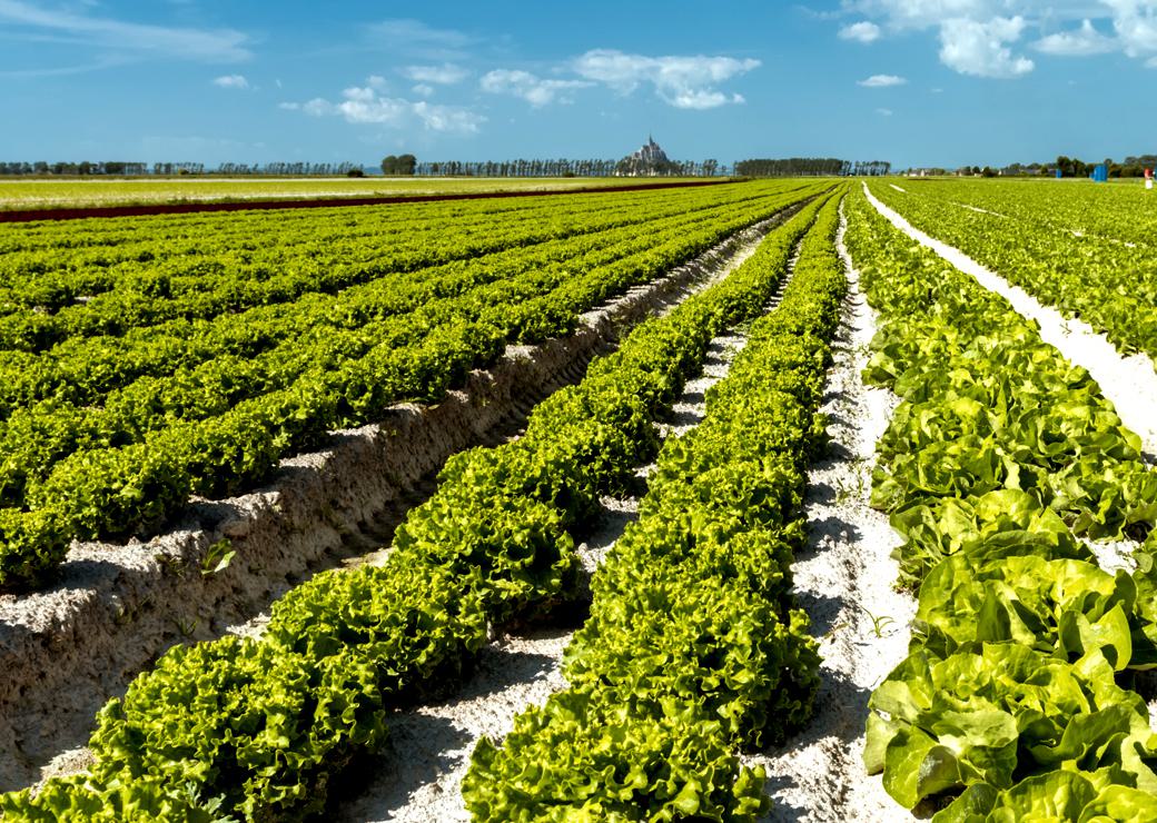 L’Inrae imagine les chemins vers une agriculture sans pesticides